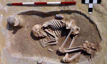A male Neolithic skeleton from Kleinhadersdorf, Austria, with an adze at his back. Individuals buried with the tool seem to have had better nutrition in childhood. Photograph: Neugebauer/BDA